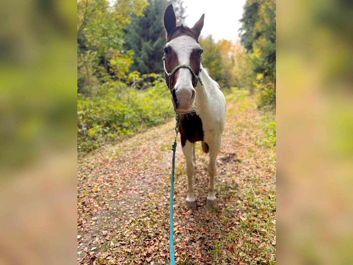 Cob Irlandese / Tinker / Gypsy Vanner Mix Castrone 17 Anni 160 cm Pezzato in Burgdorf