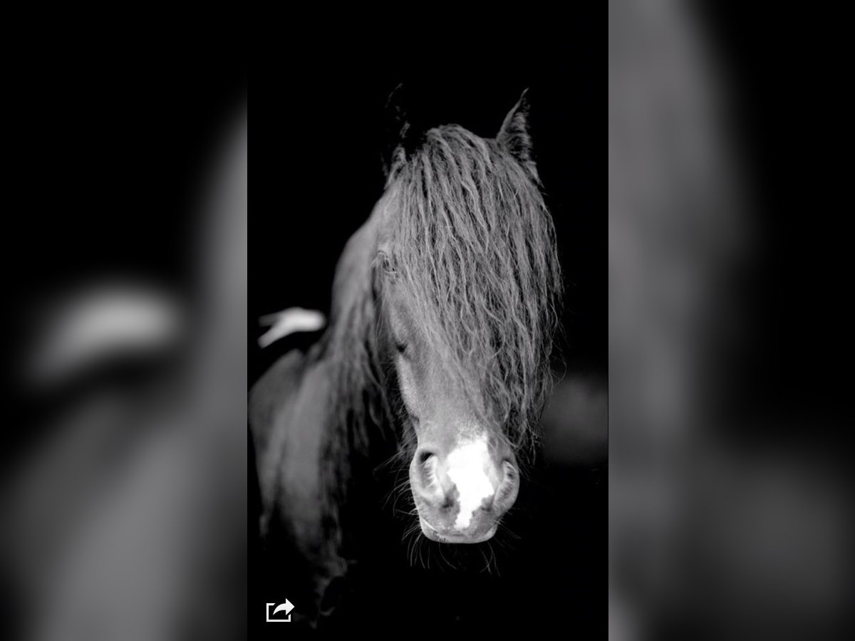 Cob Irlandese / Tinker / Gypsy Vanner Castrone 21 Anni 140 cm Morello in Gehrden