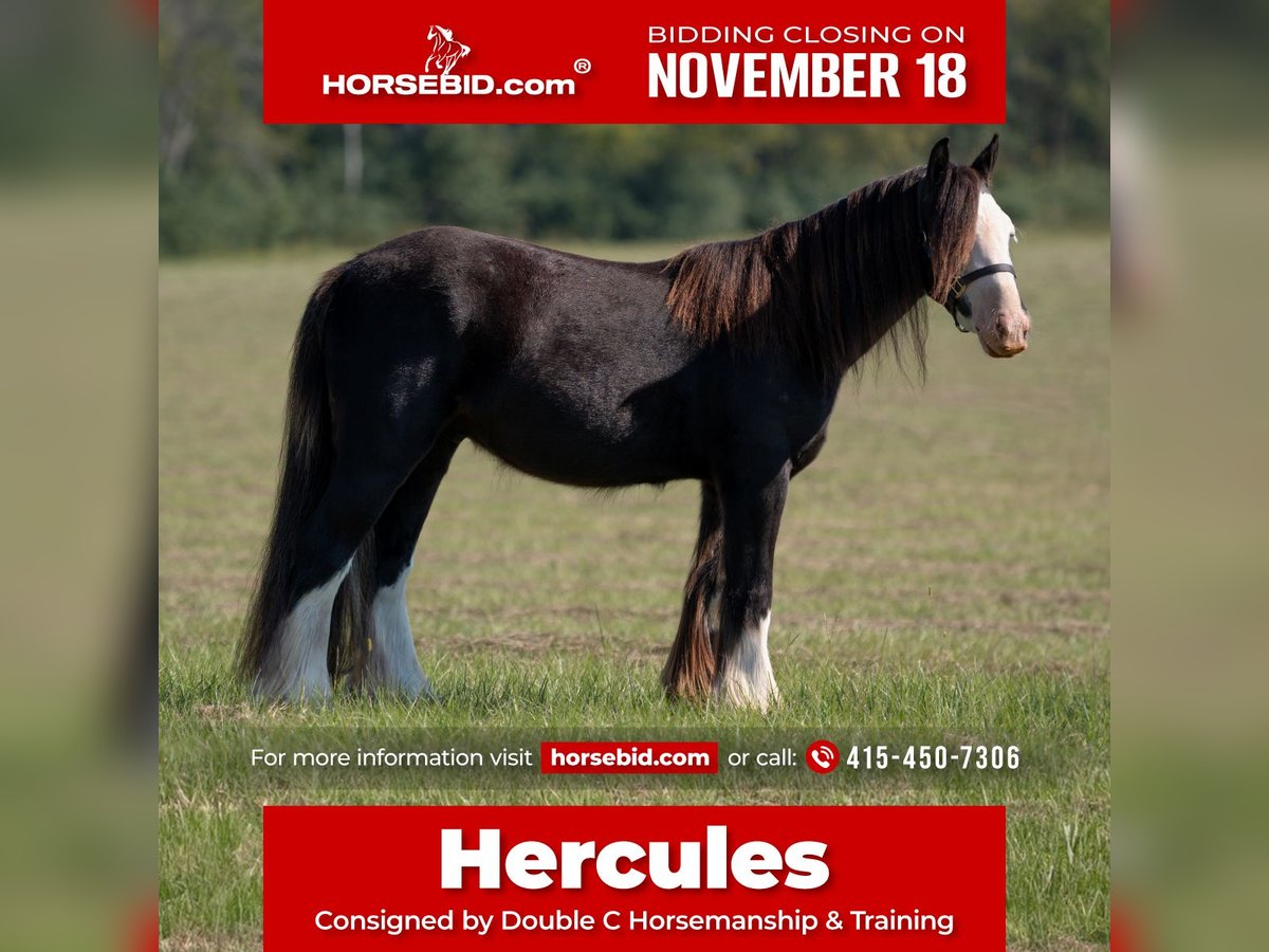 Cob Irlandese / Tinker / Gypsy Vanner Castrone 3 Anni 127 cm in Vincent, AL