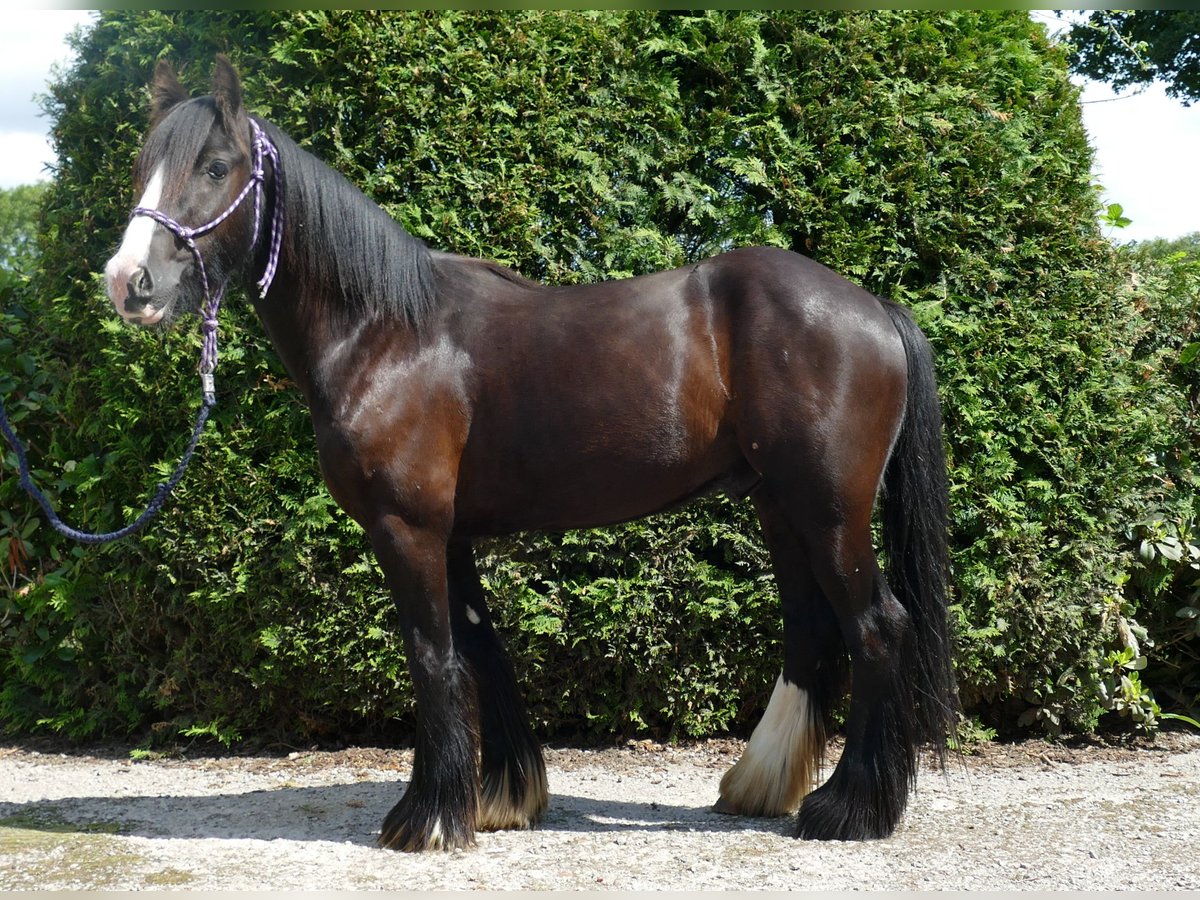 Cob Irlandese / Tinker / Gypsy Vanner Castrone 3 Anni 138 cm Morello in Lathen