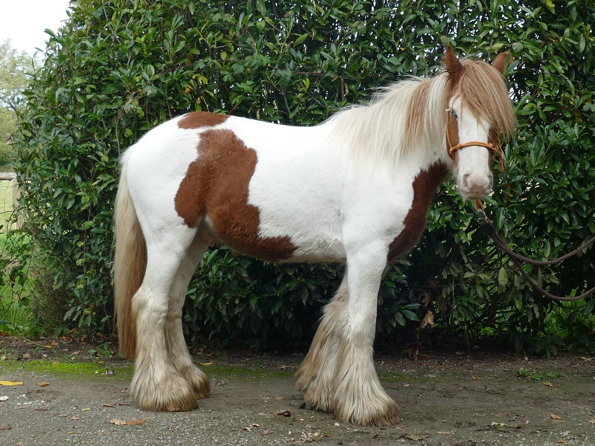 Cob Irlandese / Tinker / Gypsy Vanner Castrone 3 Anni 138 cm Pezzato in Lathen