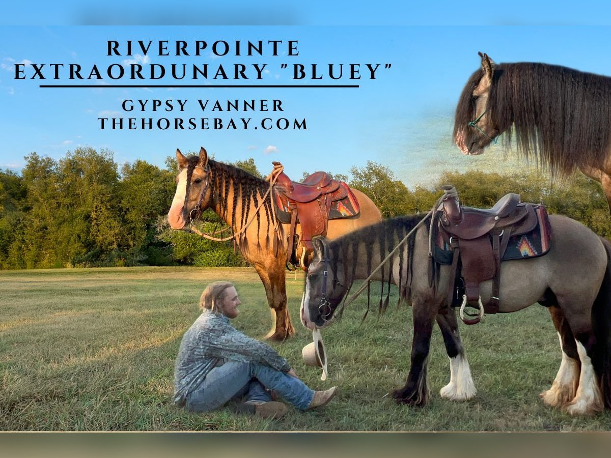 Cob Irlandese / Tinker / Gypsy Vanner Castrone 3 Anni 140 cm Grullo in Leander, TX