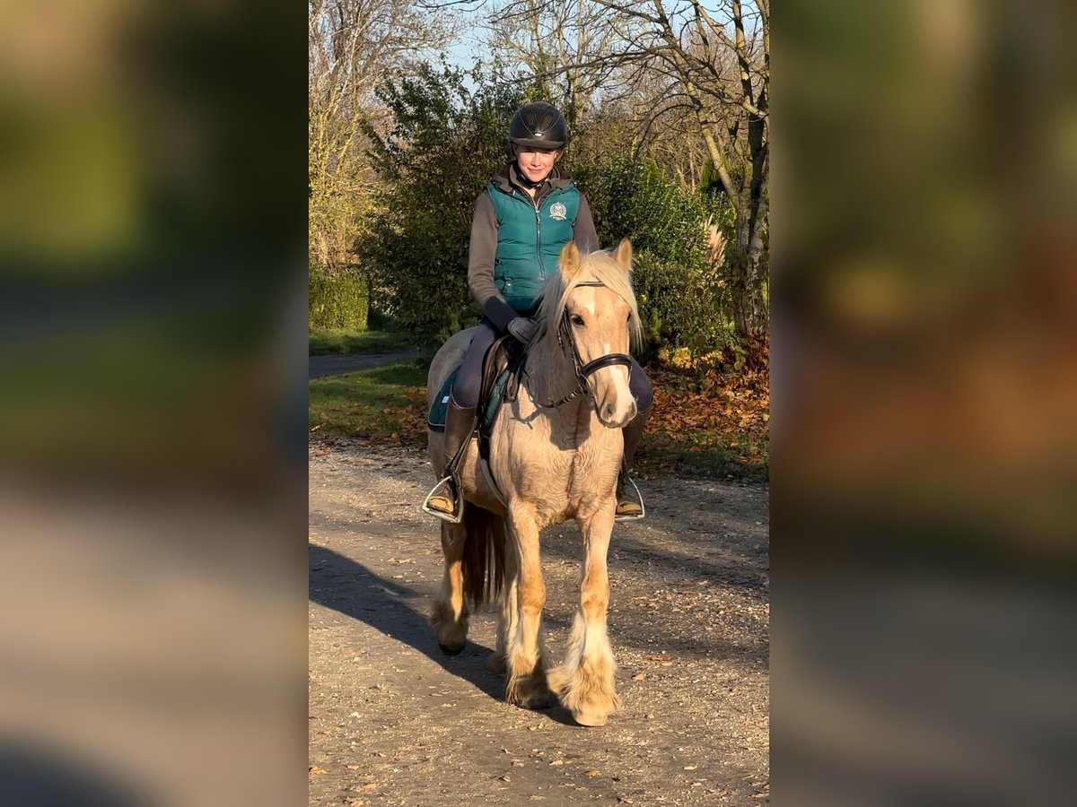 Cob Irlandese / Tinker / Gypsy Vanner Castrone 3 Anni 146 cm Palomino in Achstetten