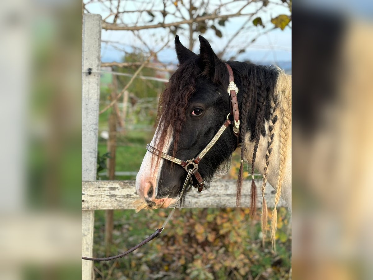 Cob Irlandese / Tinker / Gypsy Vanner Castrone 3 Anni 148 cm Tobiano-tutti i colori in Kammlach