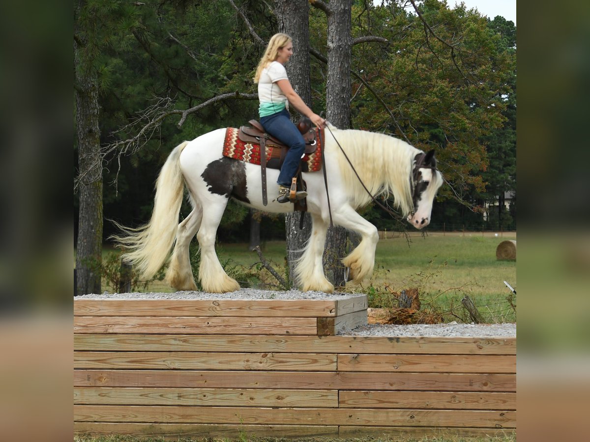 Cob Irlandese / Tinker / Gypsy Vanner Castrone 3 Anni 152 cm Tobiano-tutti i colori in Phoenix