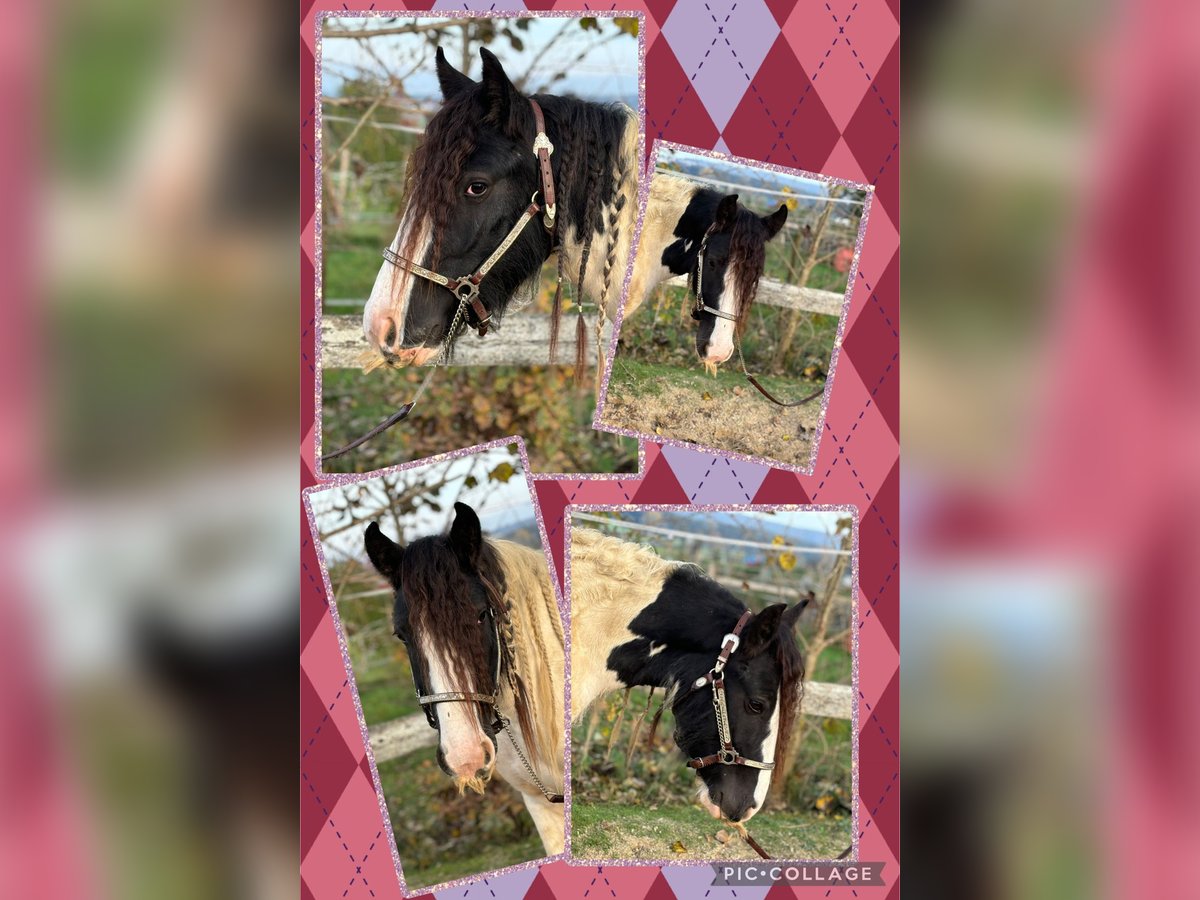 Cob Irlandese / Tinker / Gypsy Vanner Castrone 3 Anni 154 cm Tobiano-tutti i colori in Kammlach