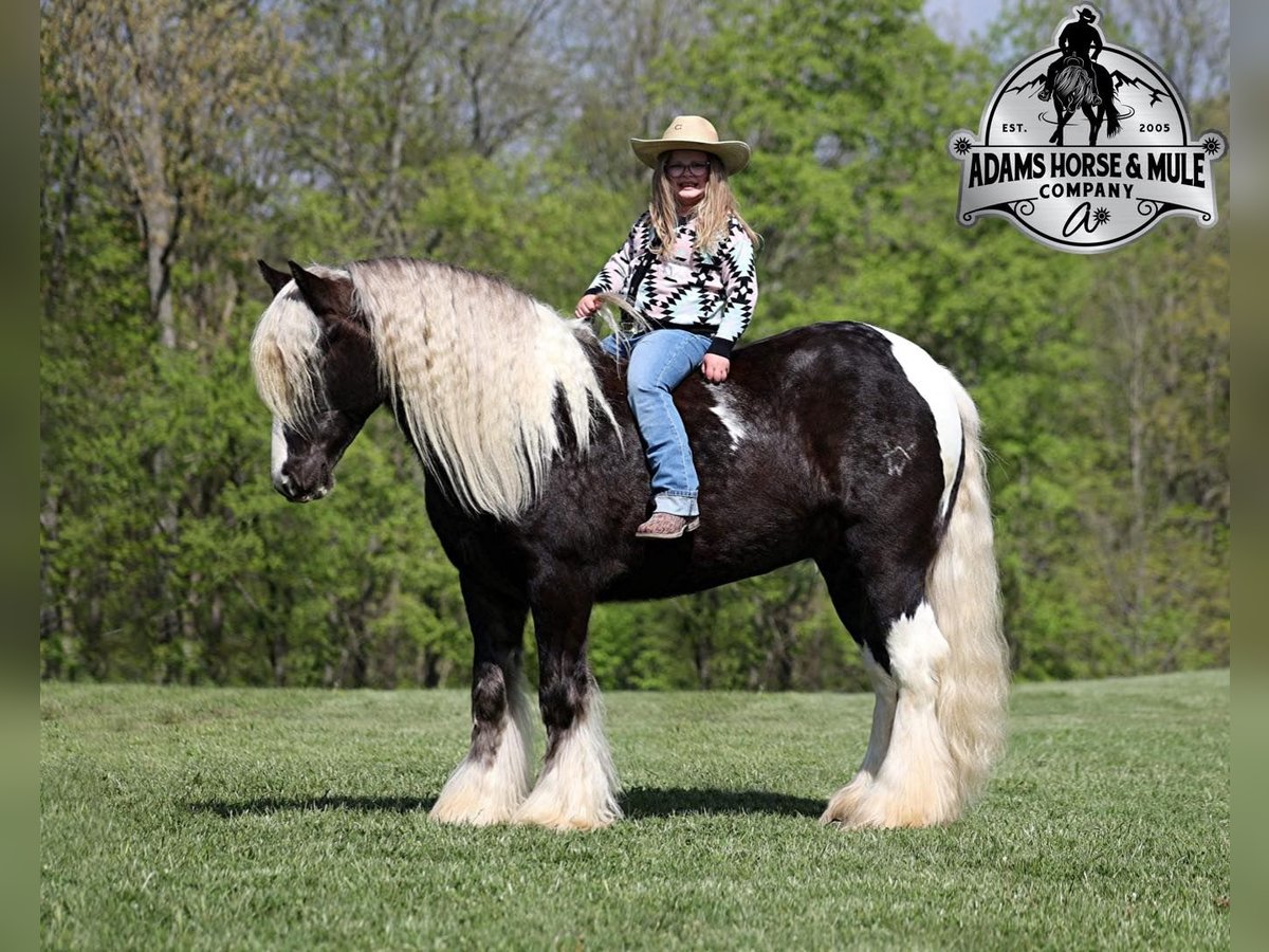 Cob Irlandese / Tinker / Gypsy Vanner Castrone 3 Anni in Mount Vernon kY