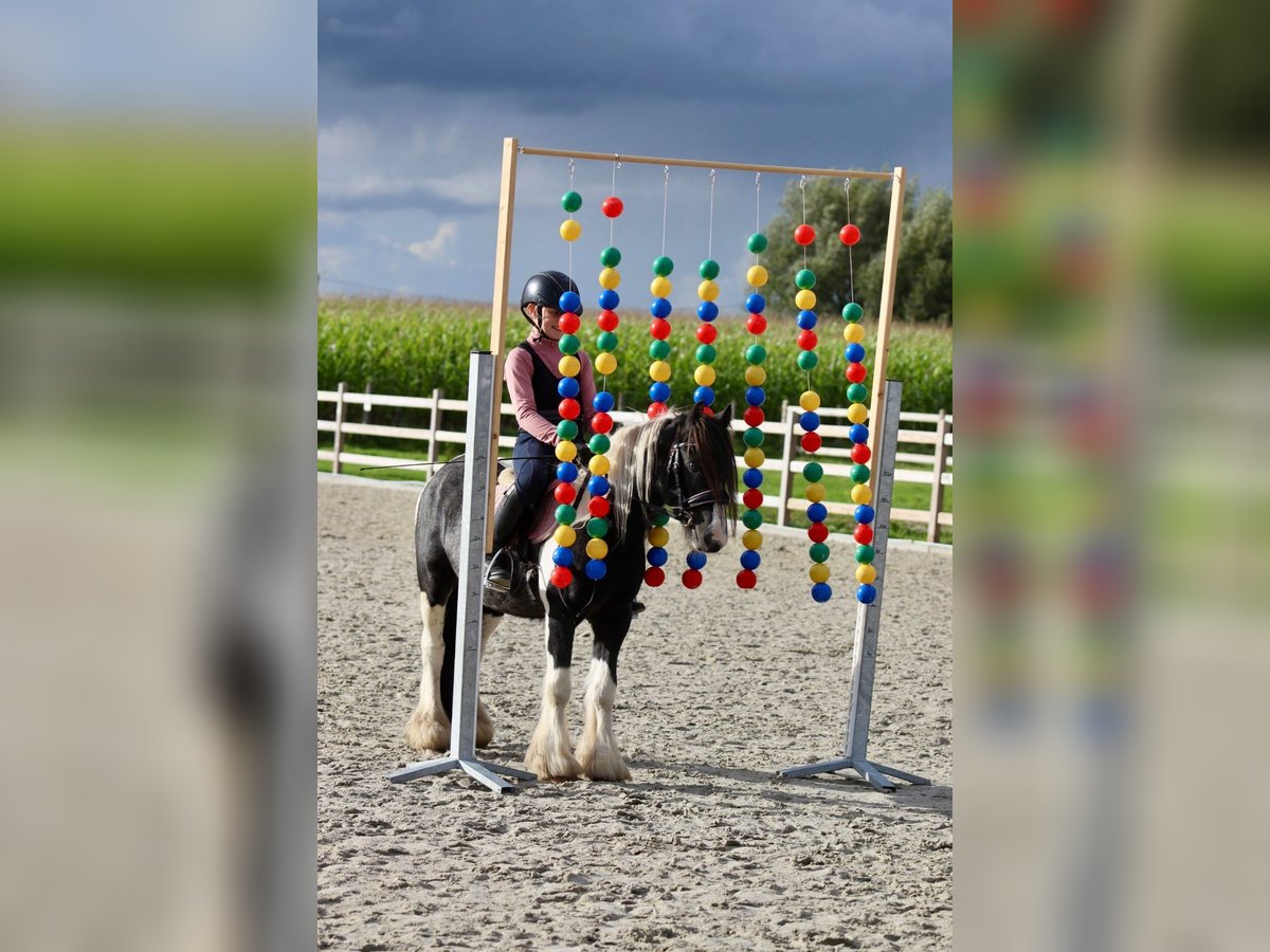 Cob Irlandese / Tinker / Gypsy Vanner Castrone 4 Anni 120 cm Pezzato in Bogaarden