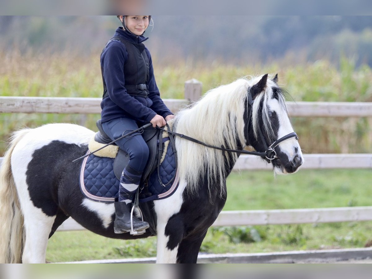 Cob Irlandese / Tinker / Gypsy Vanner Castrone 4 Anni 125 cm Pezzato in Bogaarden