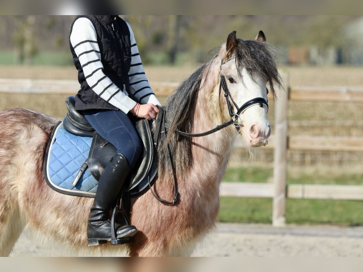 Cob Irlandese / Tinker / Gypsy Vanner Castrone 4 Anni 130 cm Roano rosso in Bogaarden