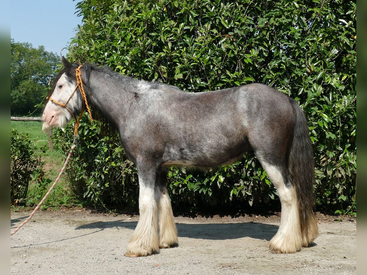 Cob Irlandese / Tinker / Gypsy Vanner Castrone 4 Anni 133 cm Grigio ferro in Lathen