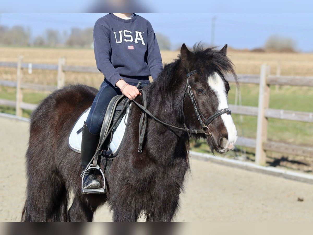 Cob Irlandese / Tinker / Gypsy Vanner Castrone 4 Anni 135 cm Morello in Bogaarden