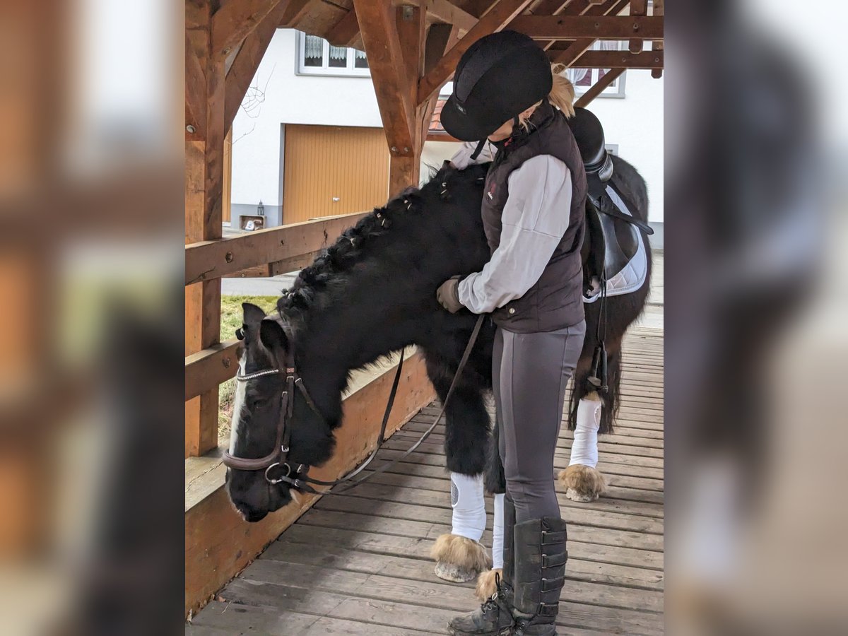 Cob Irlandese / Tinker / Gypsy Vanner Castrone 4 Anni 135 cm Morello in Geisingen