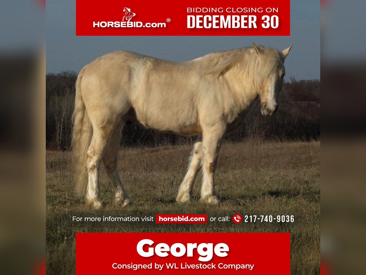 Cob Irlandese / Tinker / Gypsy Vanner Mix Castrone 4 Anni 135 cm Palomino in La Grange, MO