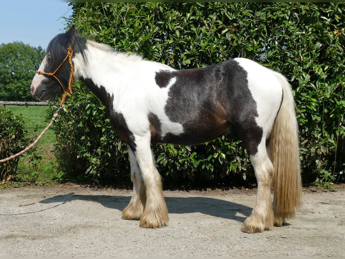 Cob Irlandese / Tinker / Gypsy Vanner Castrone 4 Anni 135 cm Pezzato in Lathen