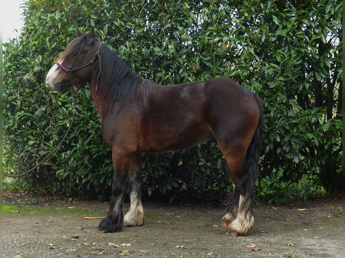 Cob Irlandese / Tinker / Gypsy Vanner Castrone 4 Anni 139 cm Baio in Lathen