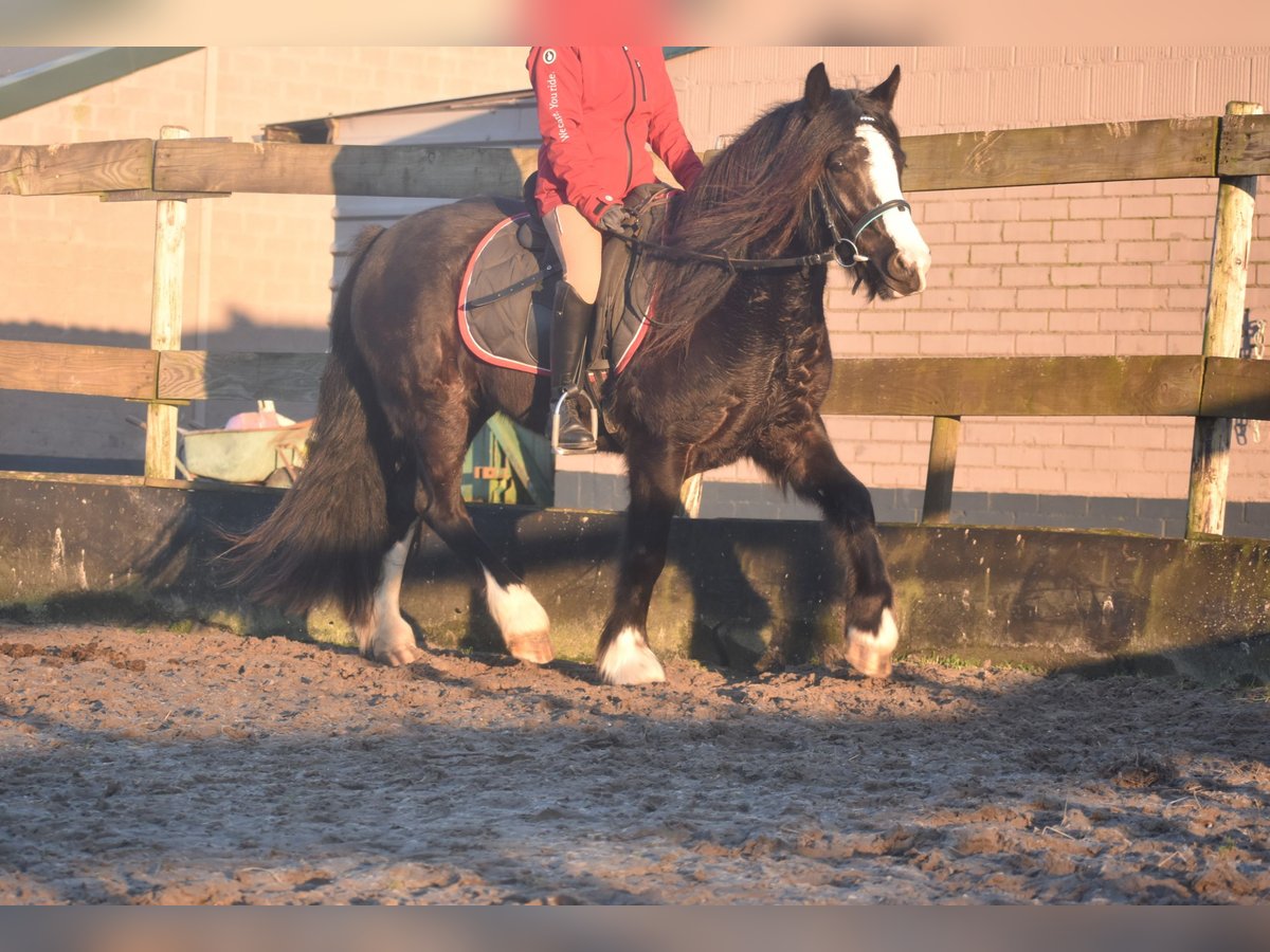 Cob Irlandese / Tinker / Gypsy Vanner Castrone 4 Anni 145 cm Morello in Achtmaal