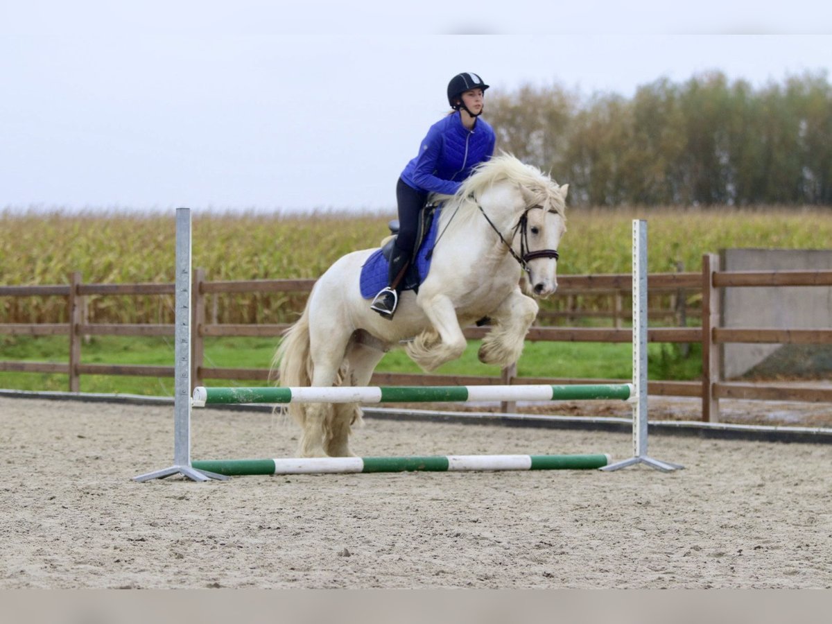 Cob Irlandese / Tinker / Gypsy Vanner Castrone 4 Anni 145 cm Palomino in Bogaarden