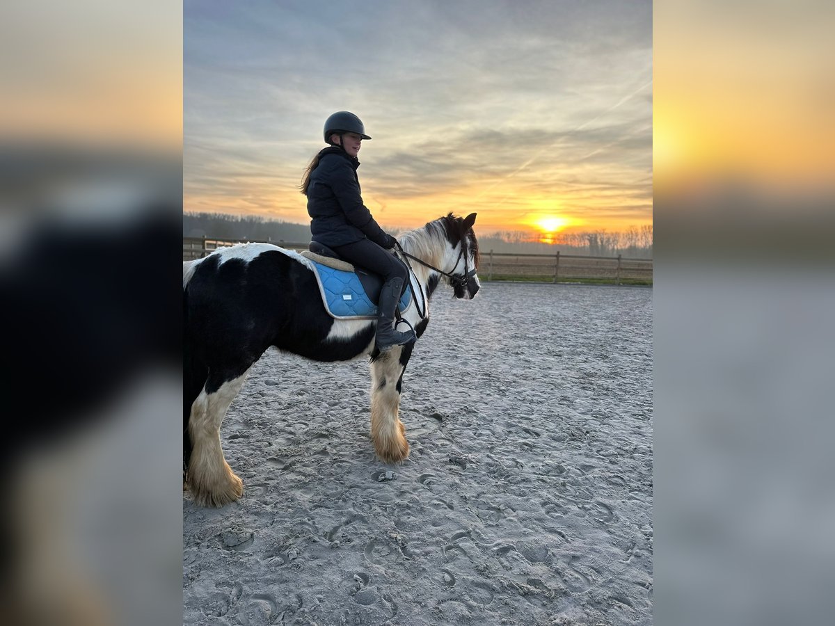 Cob Irlandese / Tinker / Gypsy Vanner Castrone 4 Anni 145 cm Pezzato in Bogaarden