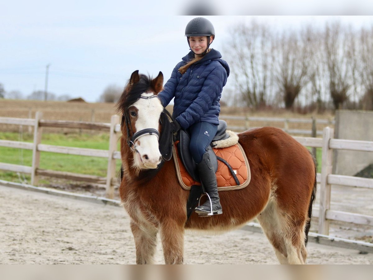 Cob Irlandese / Tinker / Gypsy Vanner Castrone 4 Anni 146 cm Baio chiaro in Bogaarden