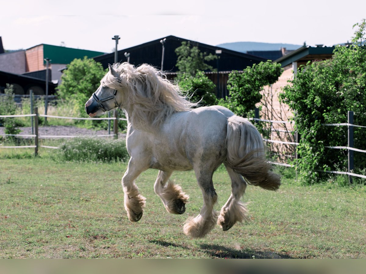 Cob Irlandese / Tinker / Gypsy Vanner Castrone 4 Anni 146 cm Grigio in Bad Vöslau