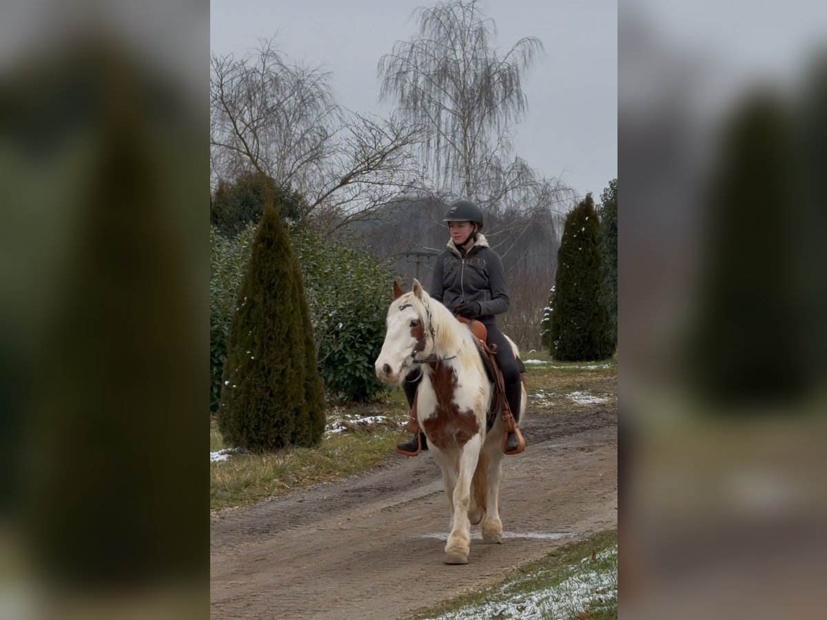 Cob Irlandese / Tinker / Gypsy Vanner Castrone 4 Anni 146 cm Pezzato in AchstettenAchstetten