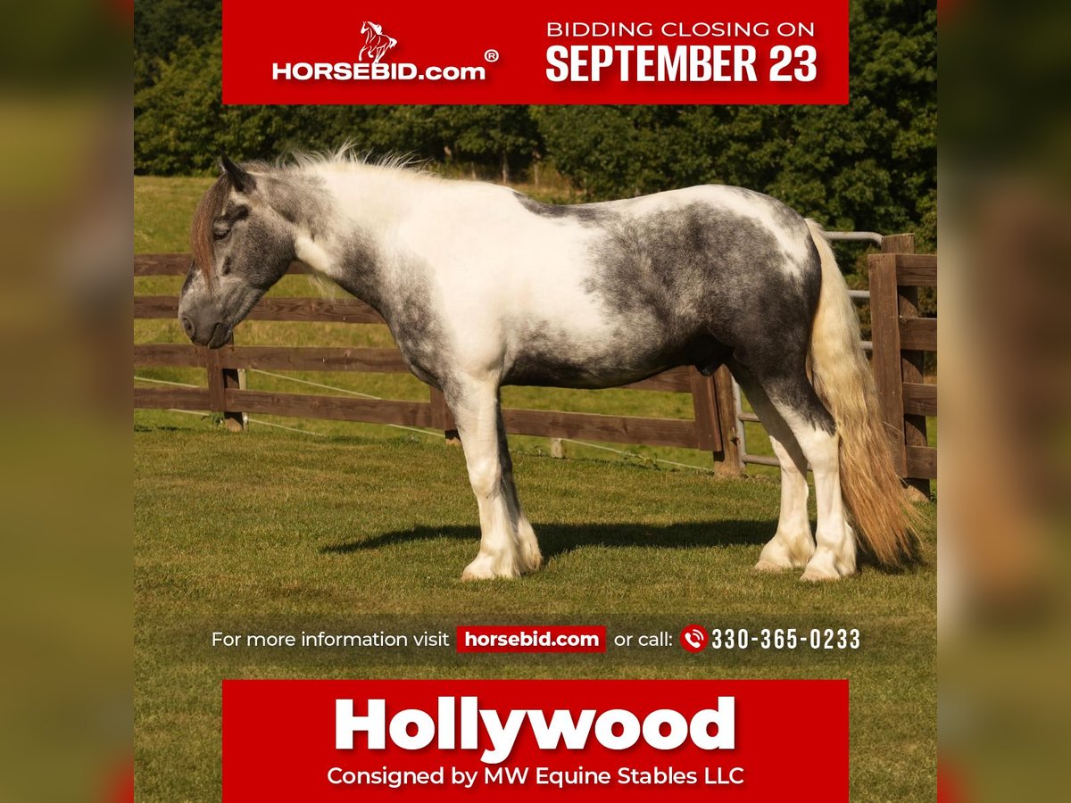 Cob Irlandese / Tinker / Gypsy Vanner Mix Castrone 4 Anni 150 cm Tobiano-tutti i colori in Fresno, OH