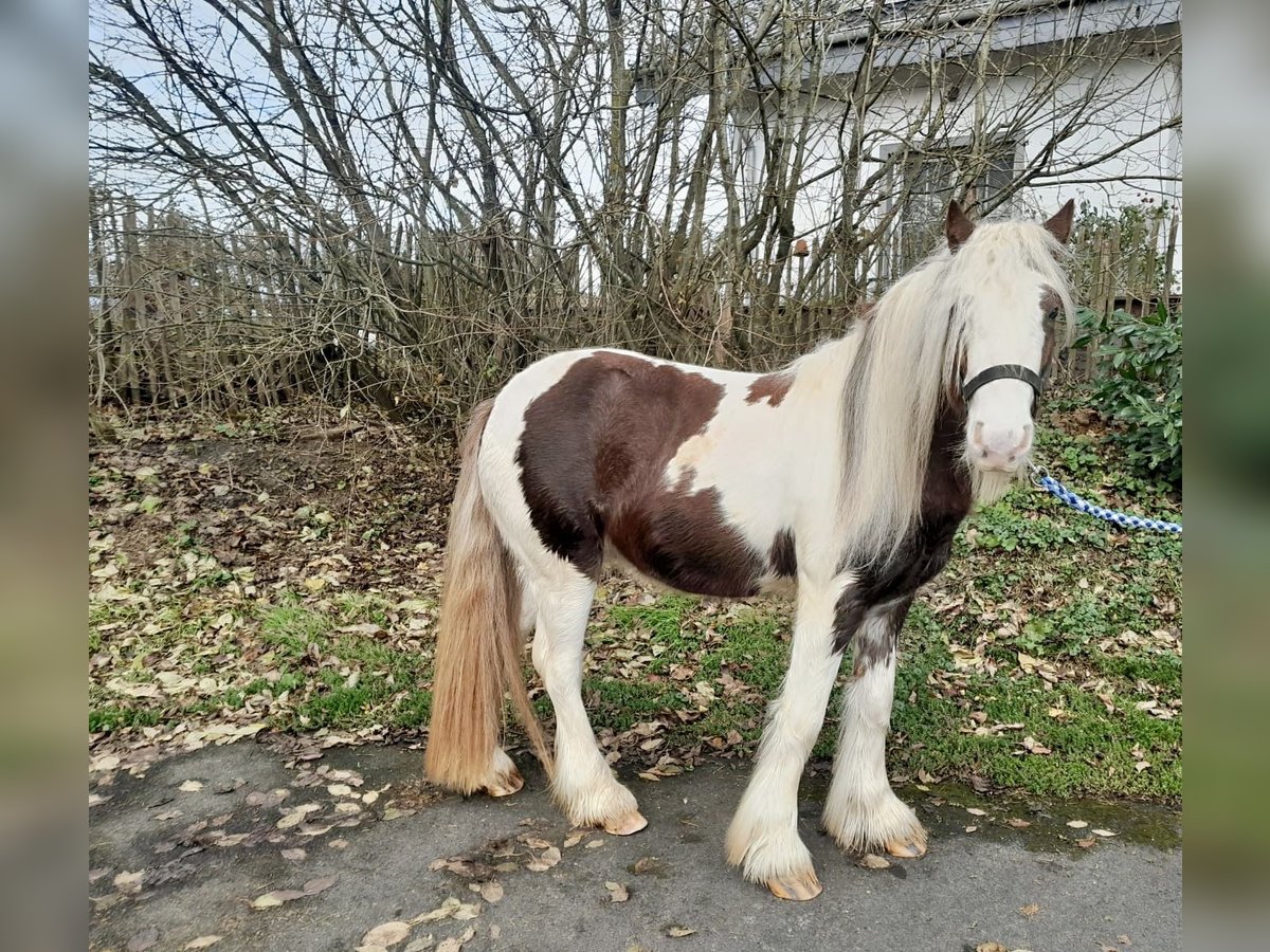 Cob Irlandese / Tinker / Gypsy Vanner Castrone 5 Anni 125 cm Pezzato in Nettersheim