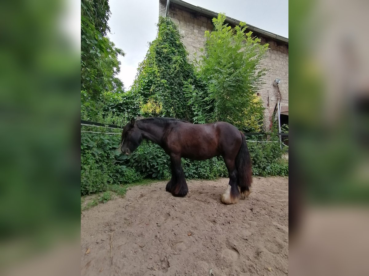 Cob Irlandese / Tinker / Gypsy Vanner Castrone 5 Anni 130 cm Baio scuro in Halberstadt