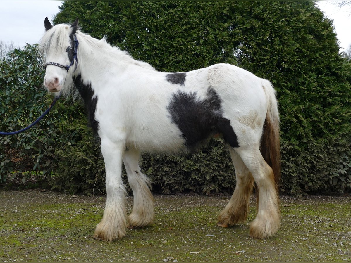 Cob Irlandese / Tinker / Gypsy Vanner Castrone 5 Anni 130 cm Pezzato in Lathen