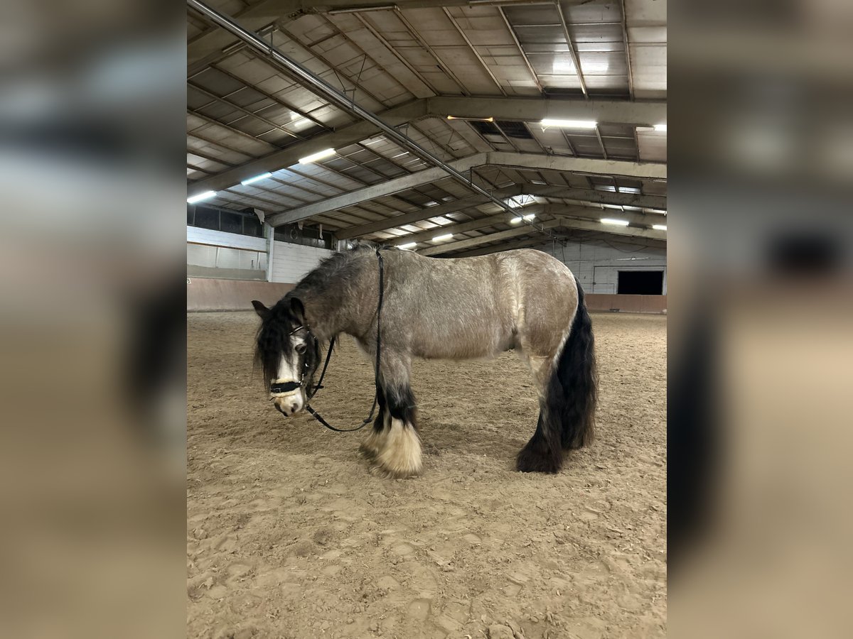 Cob Irlandese / Tinker / Gypsy Vanner Castrone 5 Anni 135 cm Pelle di daino in Weiterstadt, Germany