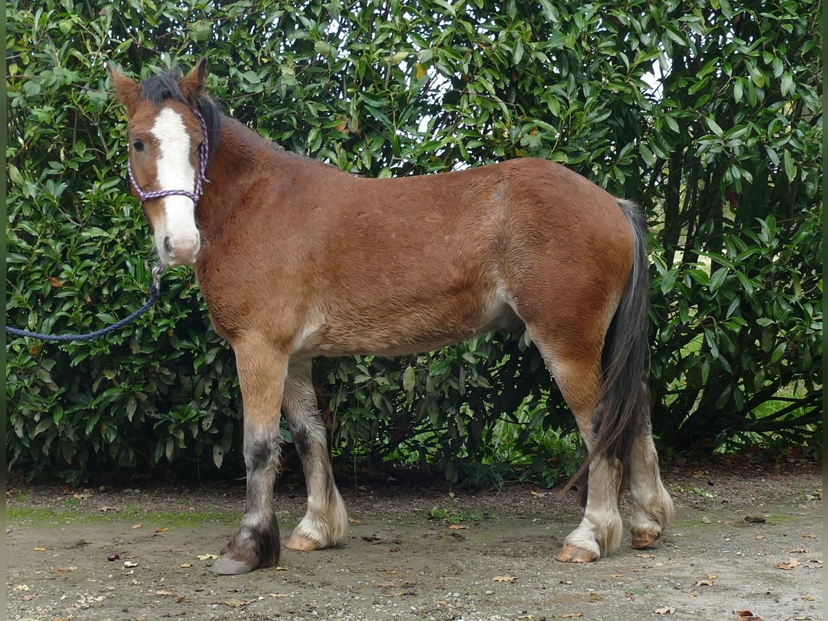 Cob Irlandese / Tinker / Gypsy Vanner Castrone 5 Anni 138 cm Baio in Lathen