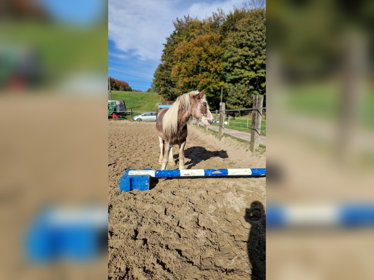 Cob Irlandese / Tinker / Gypsy Vanner Mix Castrone 5 Anni 140 cm Sauro scuro in Herdecke