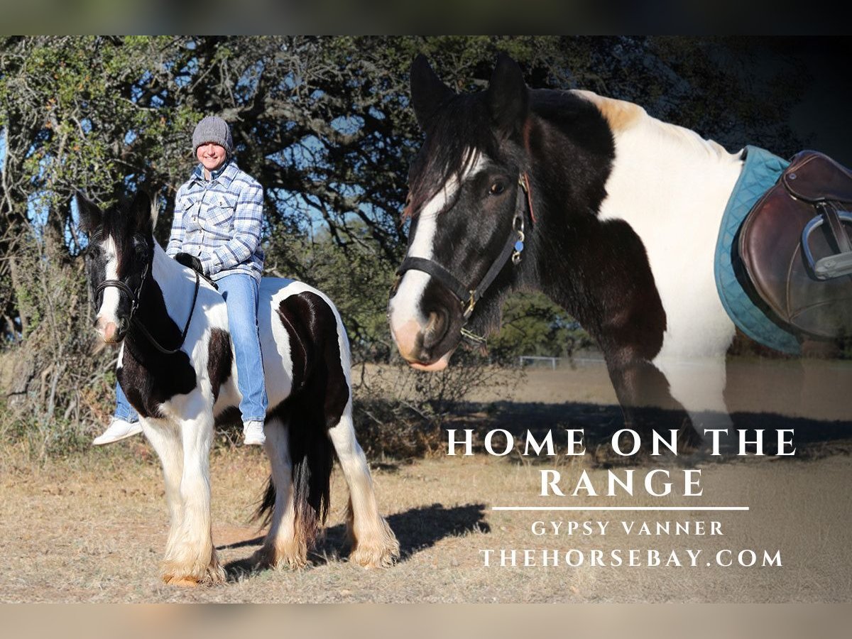 Cob Irlandese / Tinker / Gypsy Vanner Castrone 5 Anni 142 cm Leopard in Rochelle, TX