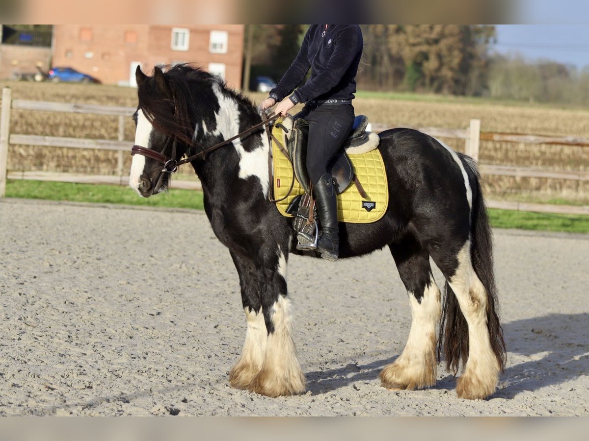 Cob Irlandese / Tinker / Gypsy Vanner Castrone 5 Anni 142 cm Pezzato in Bogaarden