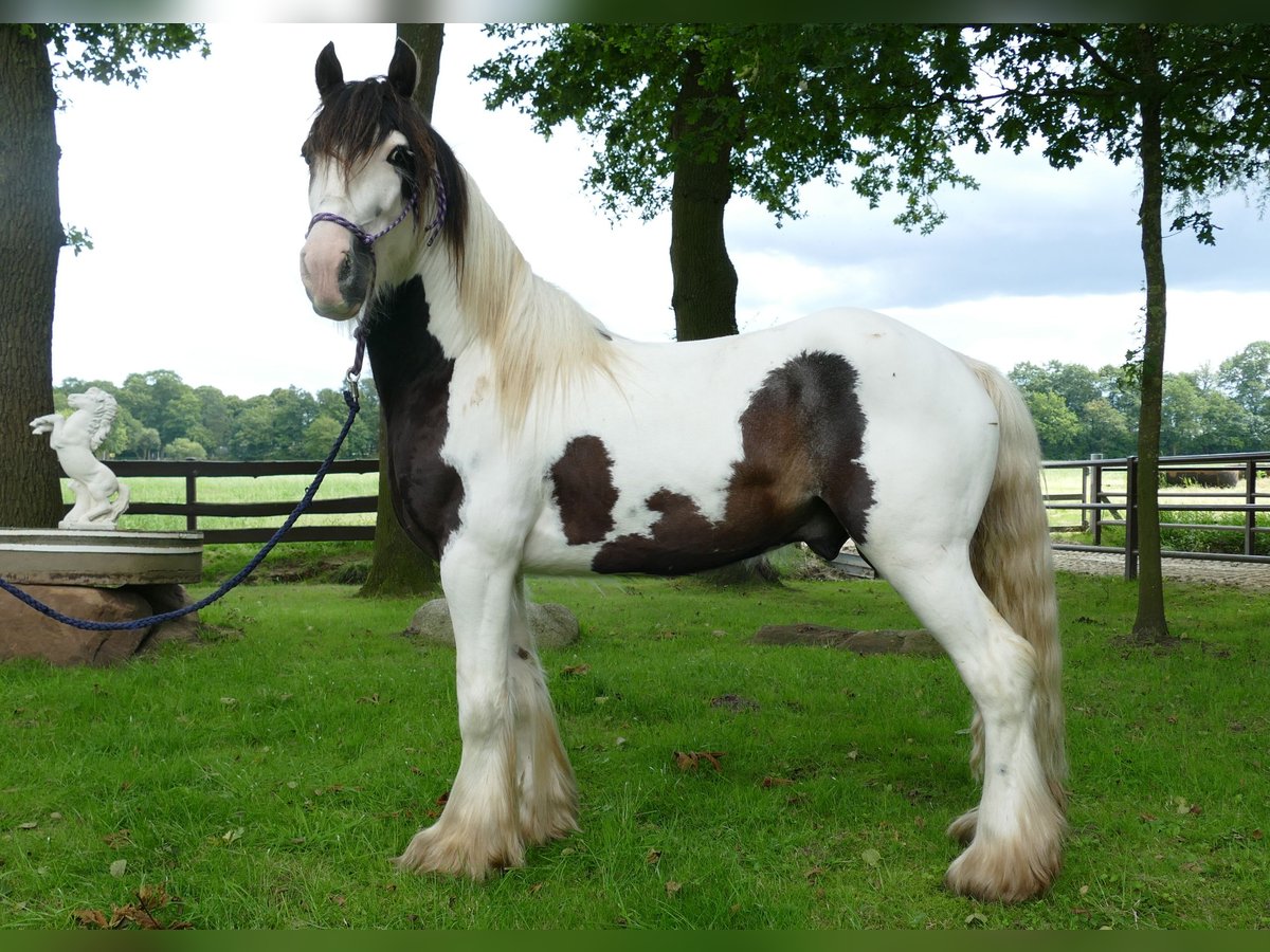 Cob Irlandese / Tinker / Gypsy Vanner Castrone 5 Anni 142 cm Pezzato in Lathen