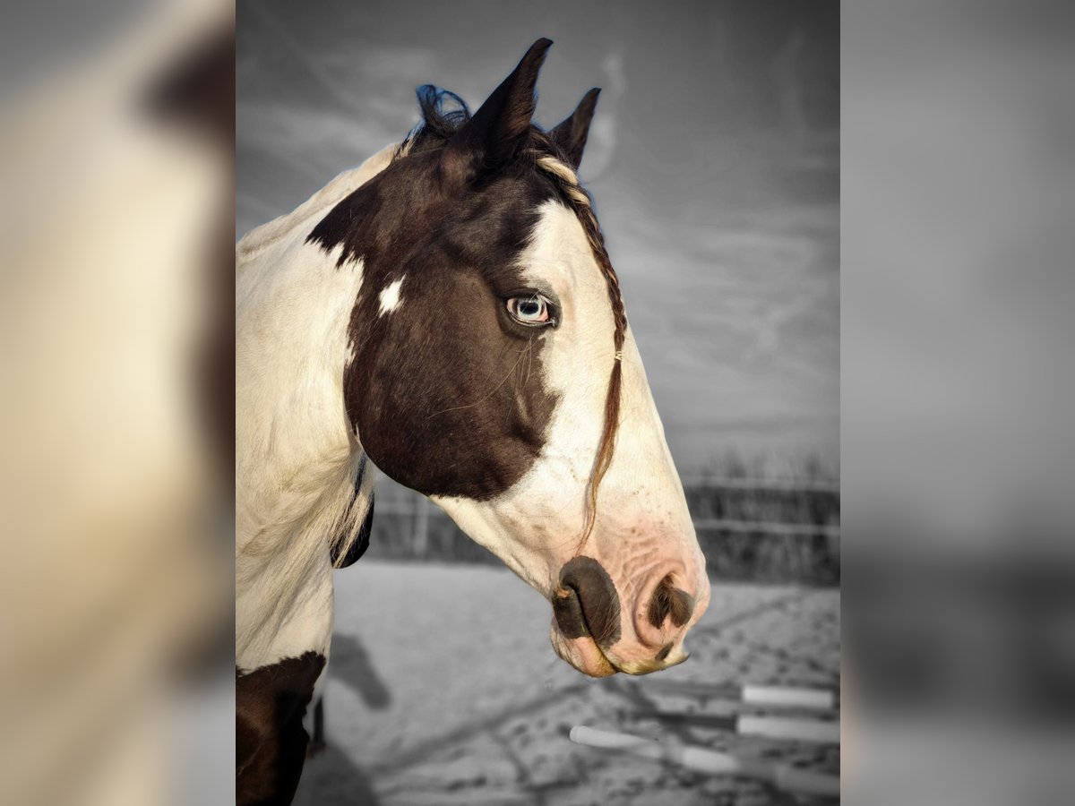 Cob Irlandese / Tinker / Gypsy Vanner Castrone 5 Anni 145 cm Pezzato in Vlijmen