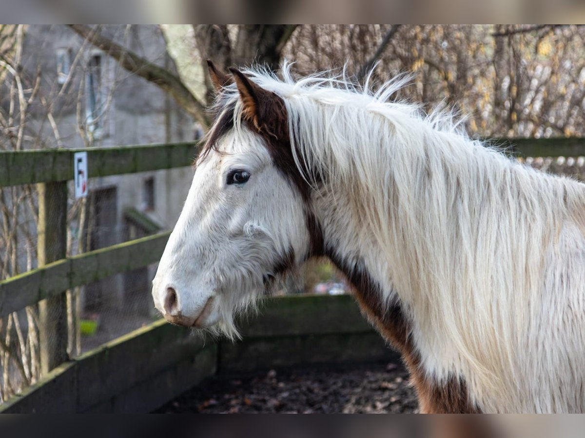 Cob Irlandese / Tinker / Gypsy Vanner Mix Castrone 5 Anni 146 cm Pezzato in Haselbachtal