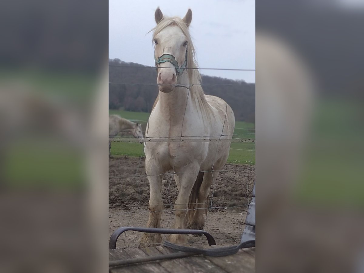 Cob Irlandese / Tinker / Gypsy Vanner Castrone 5 Anni 147 cm Palomino in Warstein