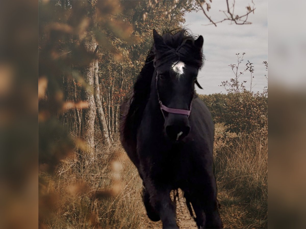 Cob Irlandese / Tinker / Gypsy Vanner Castrone 5 Anni 149 cm Morello in Zwartewaal