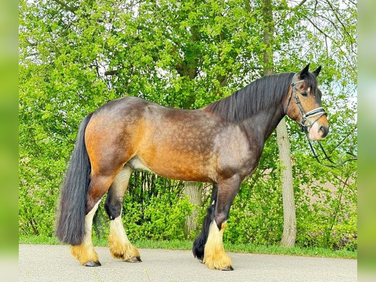 Cob Irlandese / Tinker / Gypsy Vanner Castrone 5 Anni 150 cm Baio in Heilsbronn