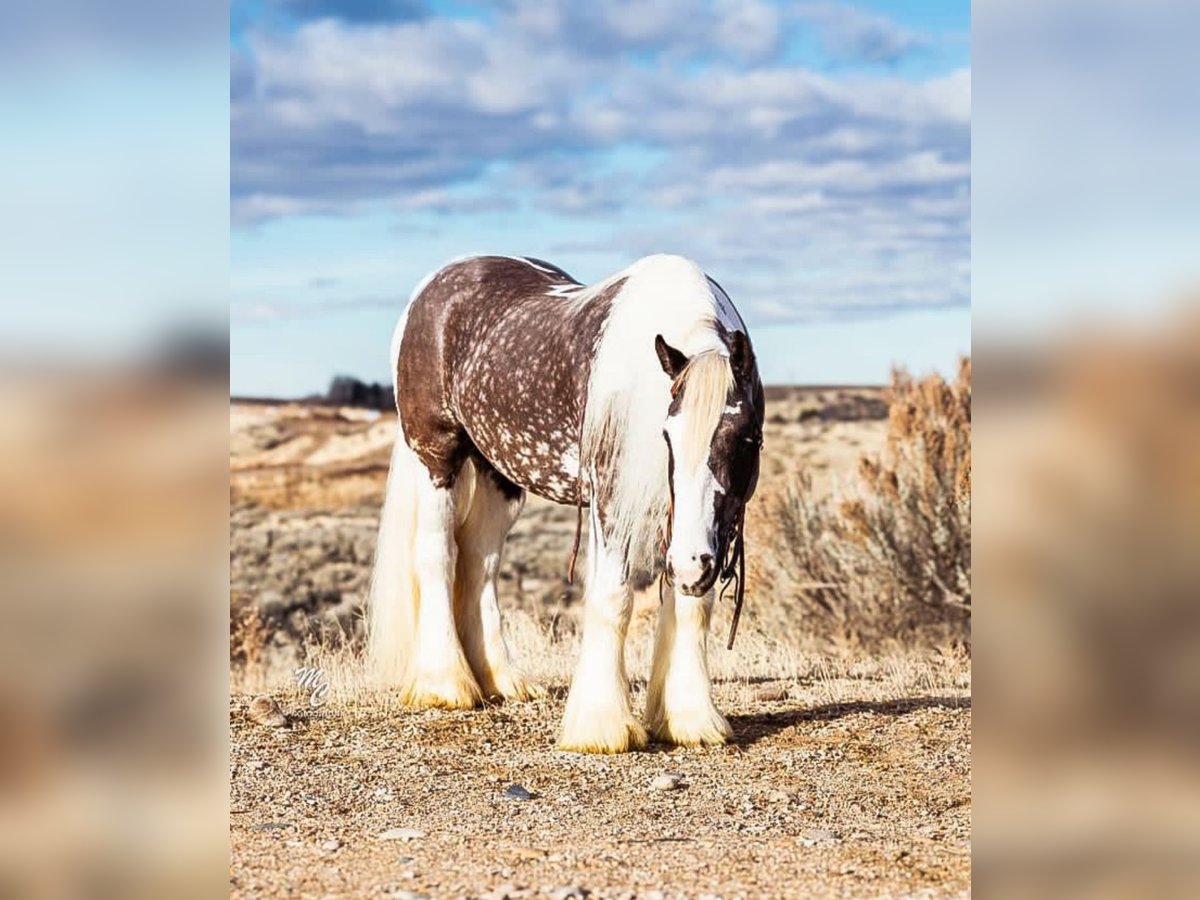 Cob Irlandese / Tinker / Gypsy Vanner Castrone 5 Anni 152 cm Tobiano-tutti i colori in Austin