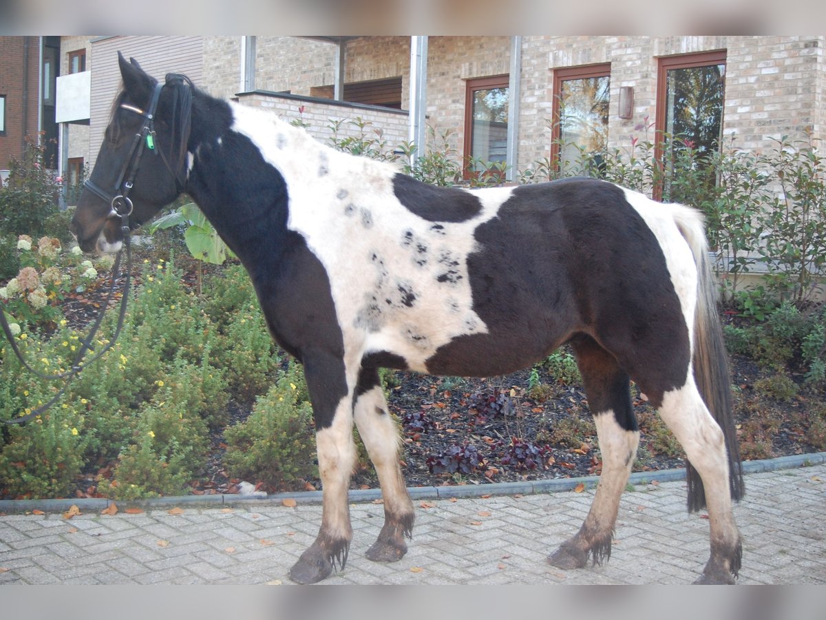 Cob Irlandese / Tinker / Gypsy Vanner Castrone 5 Anni 153 cm Pezzato in Metelen