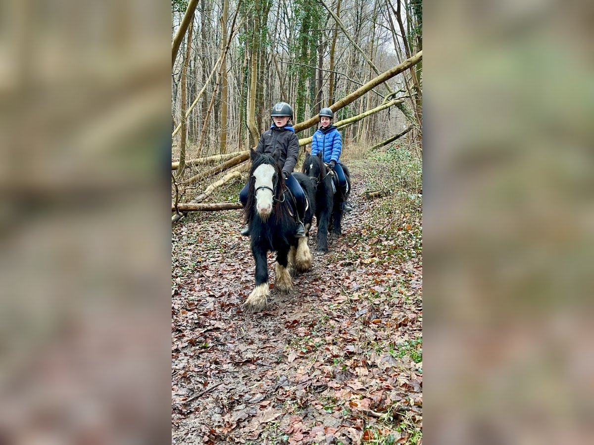 Cob Irlandese / Tinker / Gypsy Vanner Castrone 6 Anni 126 cm Morello in Bogaarden