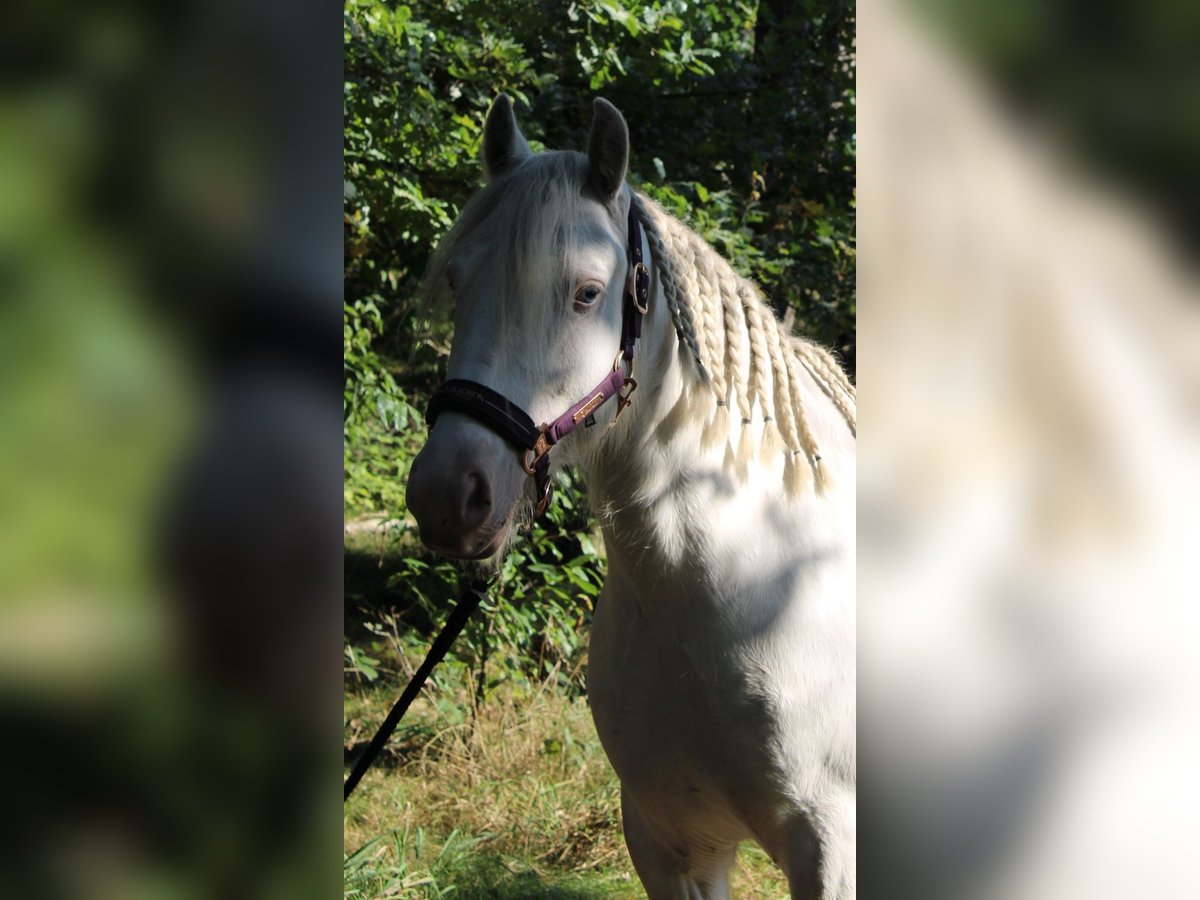 Cob Irlandese / Tinker / Gypsy Vanner Castrone 6 Anni 138 cm Cremello in Hämelhausen