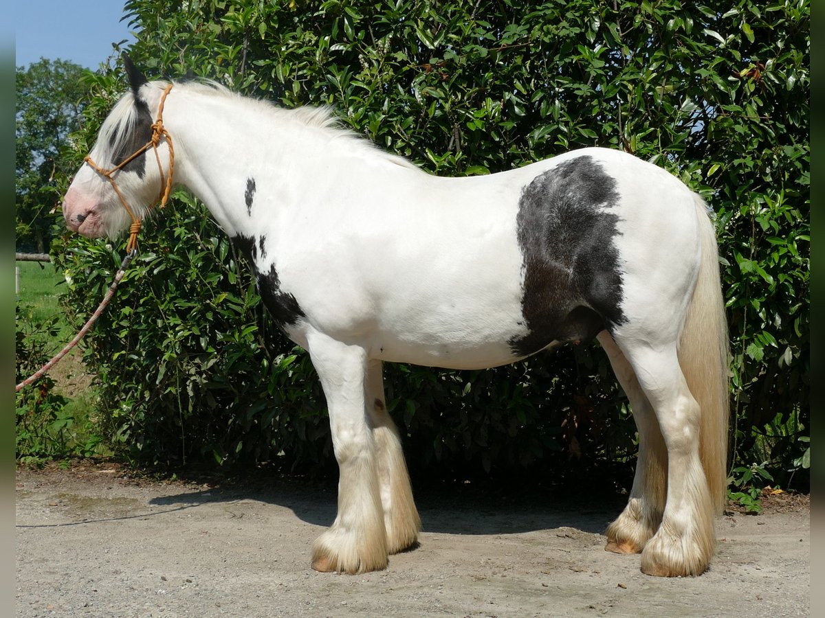 Cob Irlandese / Tinker / Gypsy Vanner Castrone 6 Anni 143 cm Pezzato in Lathen