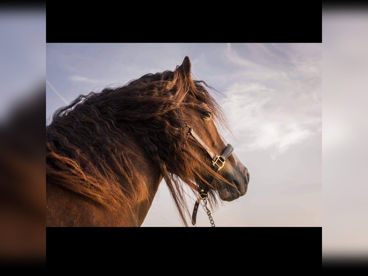 Cob Irlandese / Tinker / Gypsy Vanner Castrone 6 Anni 153 cm Baio in Numansdorp