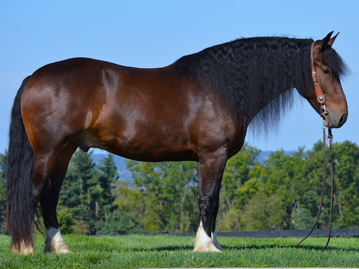 Cob Irlandese / Tinker / Gypsy Vanner Castrone 6 Anni Baio ciliegia in wooster OH