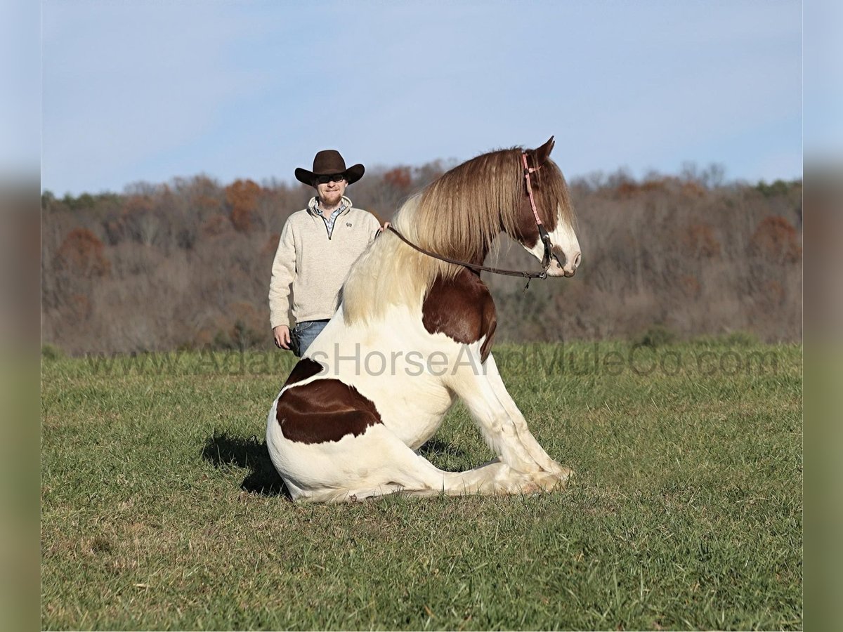 Cob Irlandese / Tinker / Gypsy Vanner Castrone 6 Anni Sauro scuro in Mount Vernon