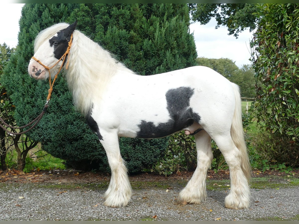 Cob Irlandese / Tinker / Gypsy Vanner Castrone 7 Anni 125 cm in Lathen